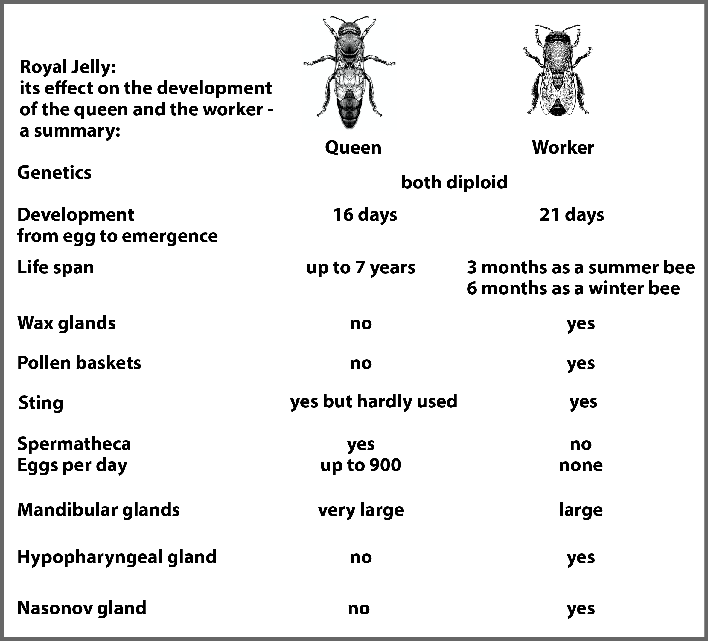 queen worker comparison